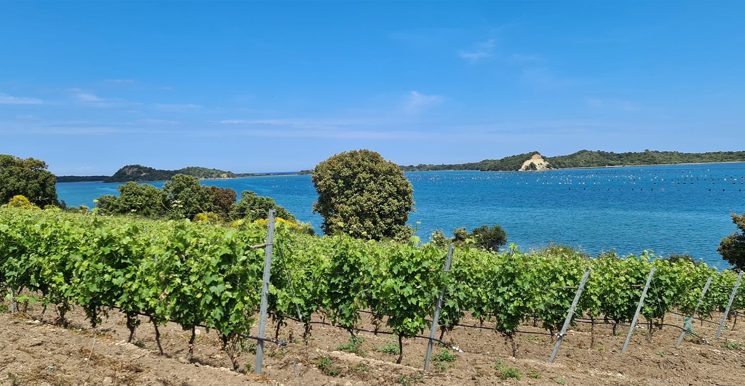 Pourquoi déjeuner dans un domaine viticole est une expérience unique en Corse ?